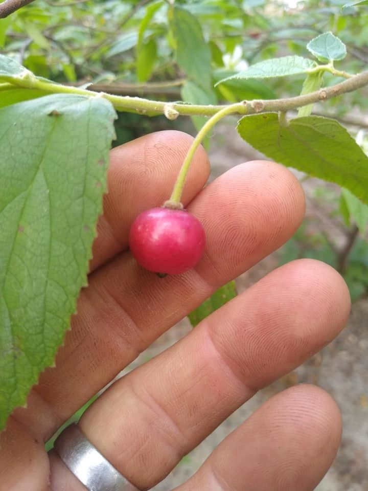 The Jamaican Cherry Tree Cotton candy the way Nature intended!